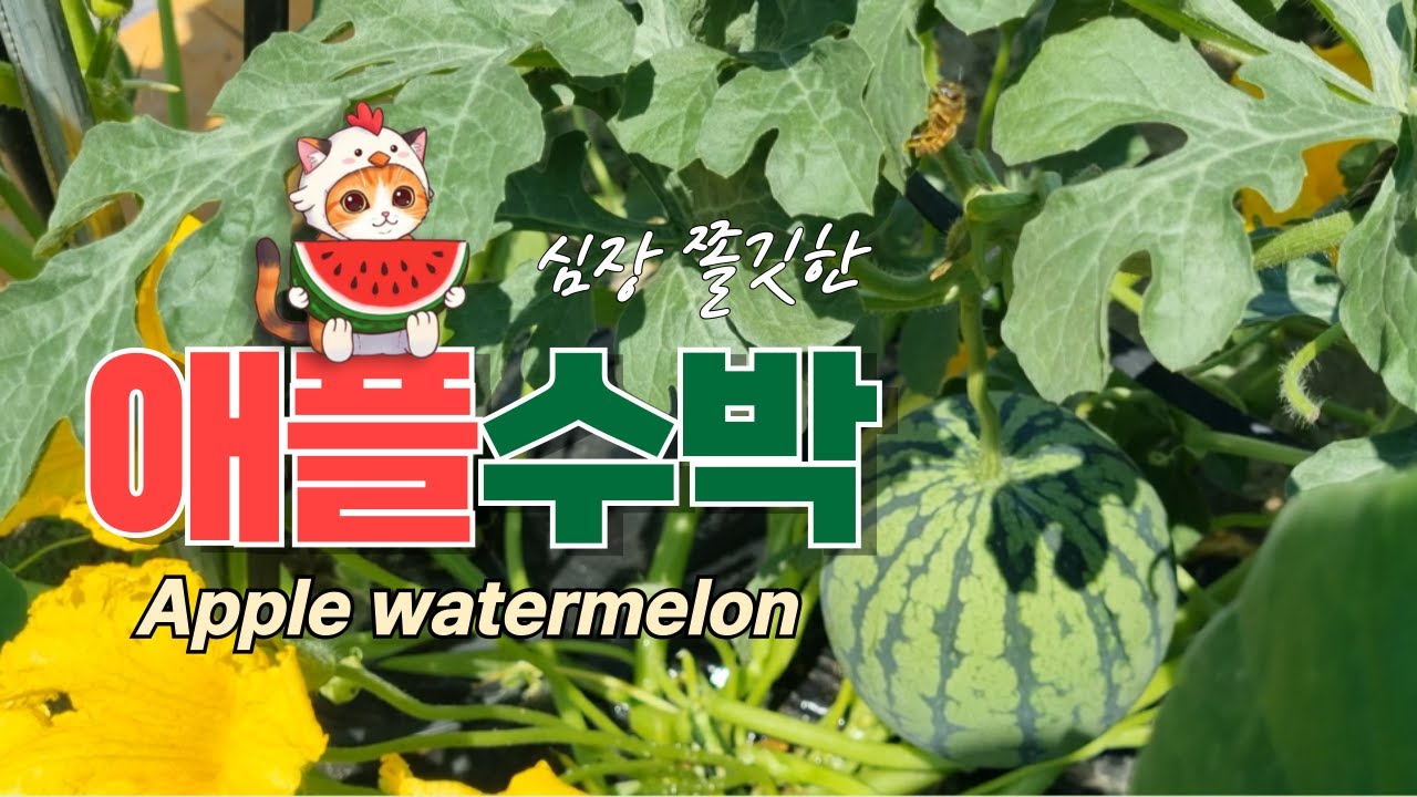 🍉애플수박 때문에 😭울고 😆웃고  #애플수박 #도시농부 #텃밭작물 #하농울텃