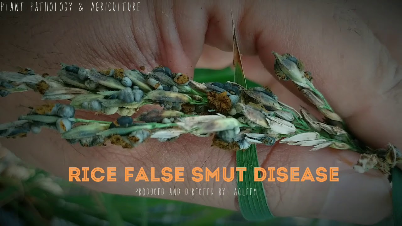 False smut Disease of Rice | Symptoms | Management