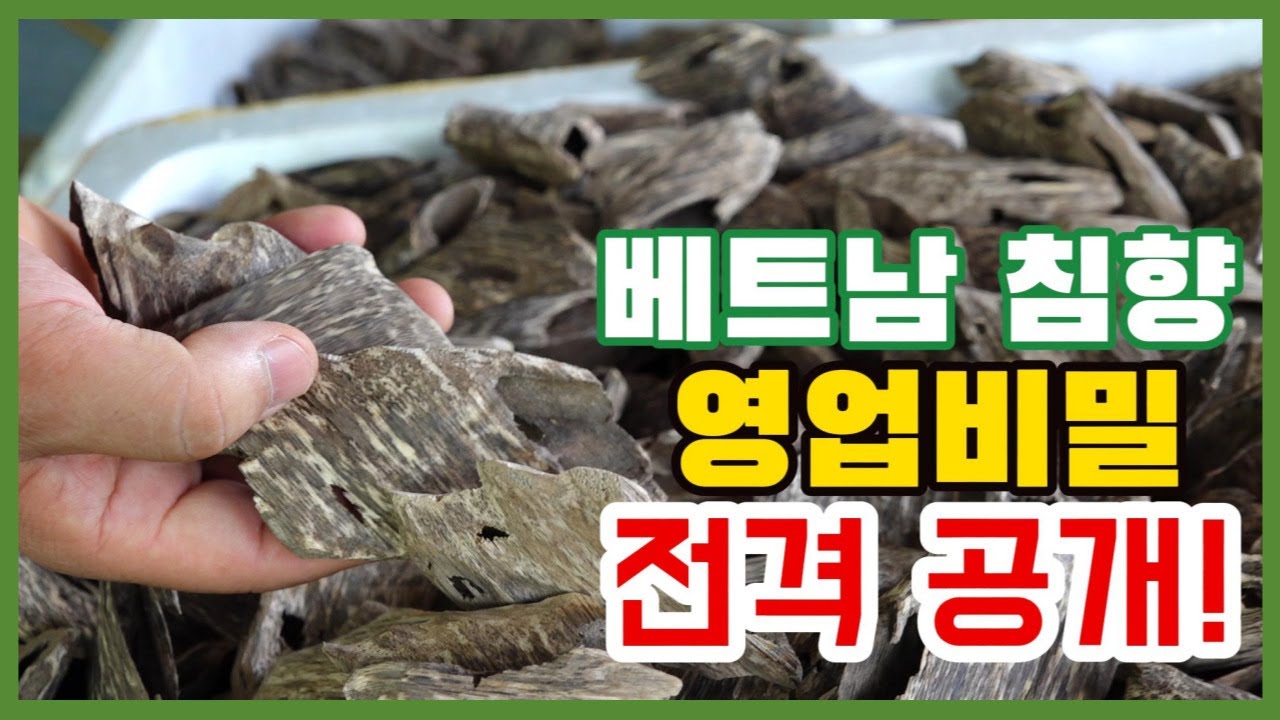 베트남 현지에서 침향 가공하는 장면을 담았습니다. 귀한 영상이라서 보는 사람이 승자입니다[약초방송]