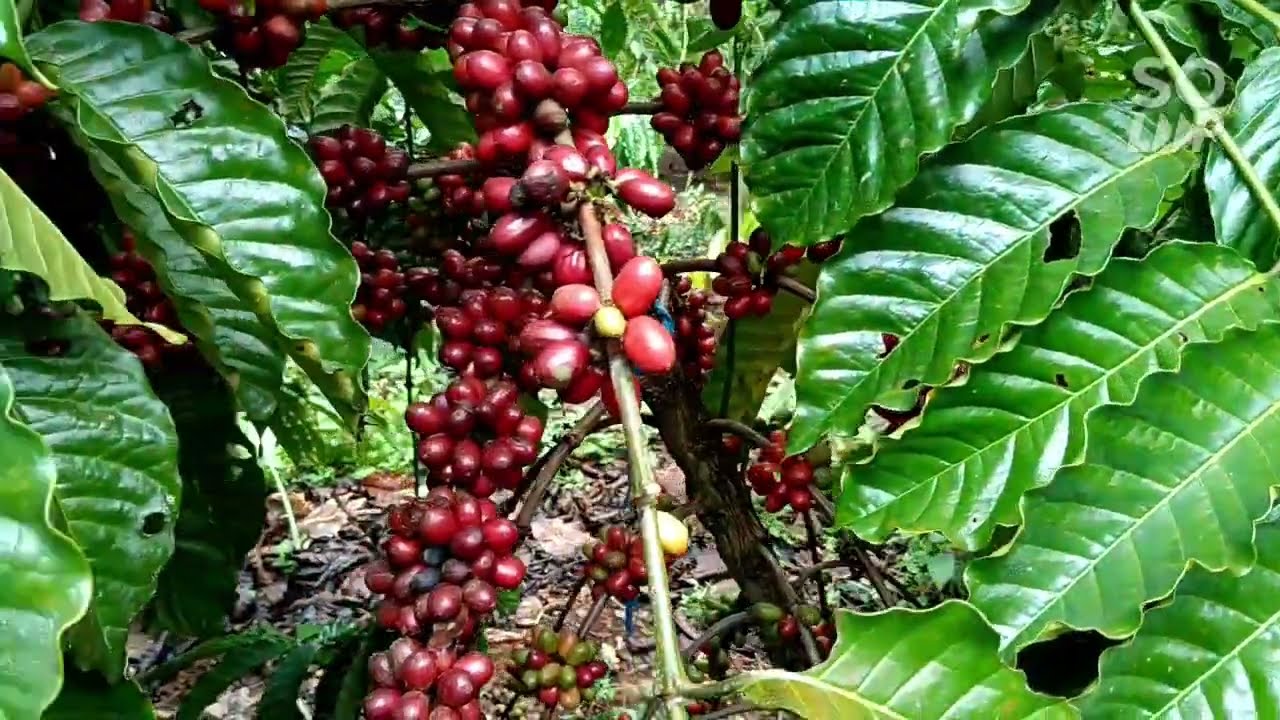 JARAK TANAM HANYA 1 METER KOPI ROBUSTA BERBUAH LEBAT FUL OVER