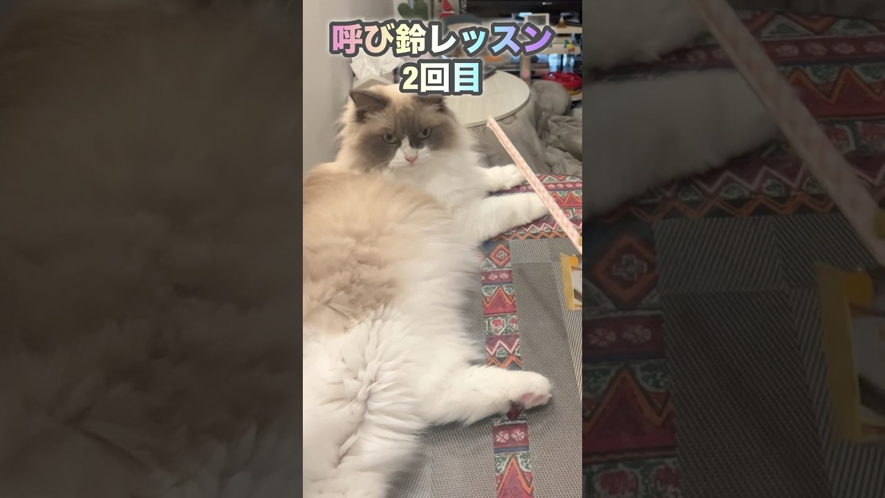 【ラグドールのナナ】呼び鈴レッスン2回目全く進歩ナシ　#shorts