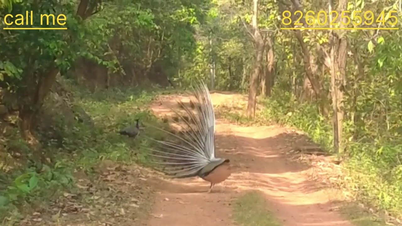 Similpal Nature Lover vlog