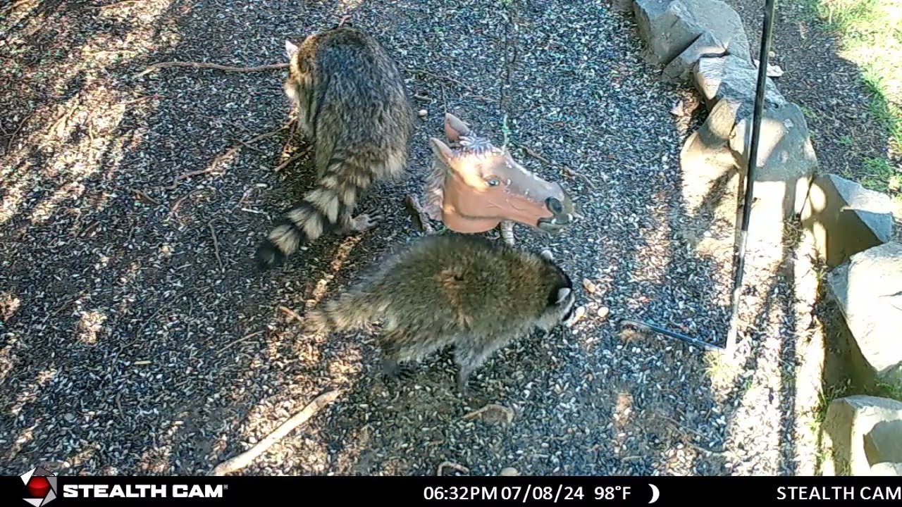 2024 07 08 StealthCam Raccoon Visit