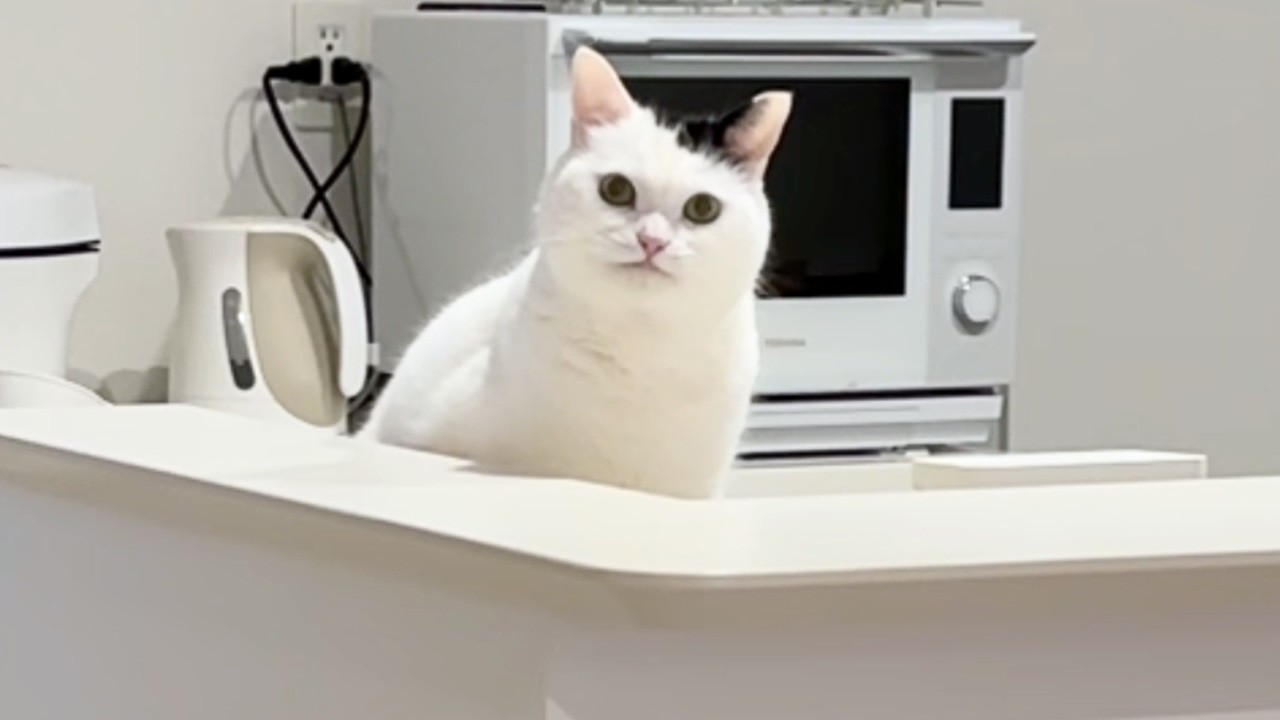 猫の朝に密着してみたらずっと見られていました