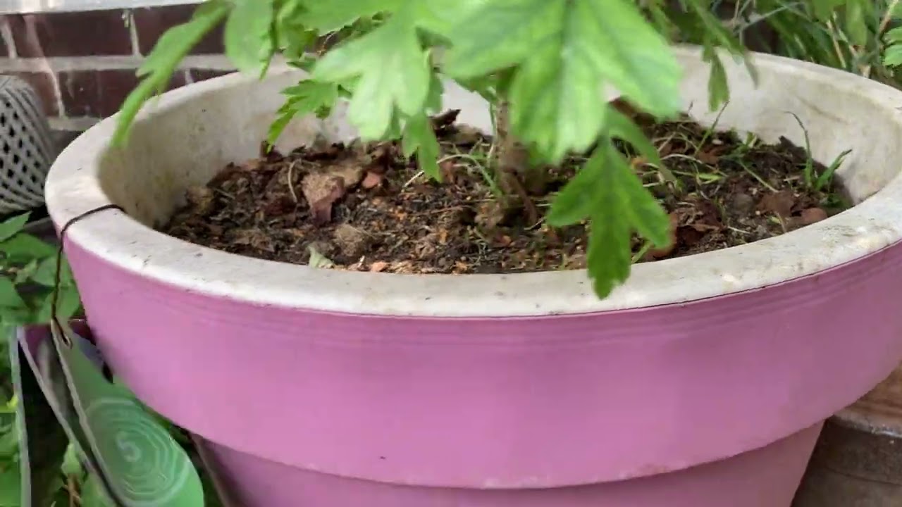 My roses and plants. 05.05.2025