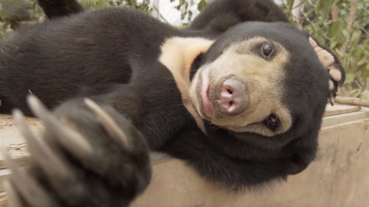 14 Reasons Sun Bears Are Your New Favourite Animal | Bears About The House | BBC Earth Kids