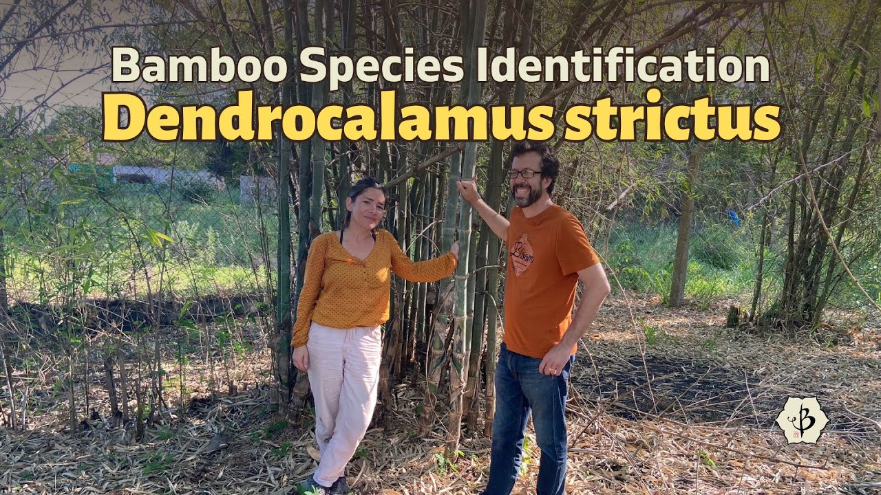 Идентификация видов бамбука с Натальей Реатеги: Dendrocalamus strictus
