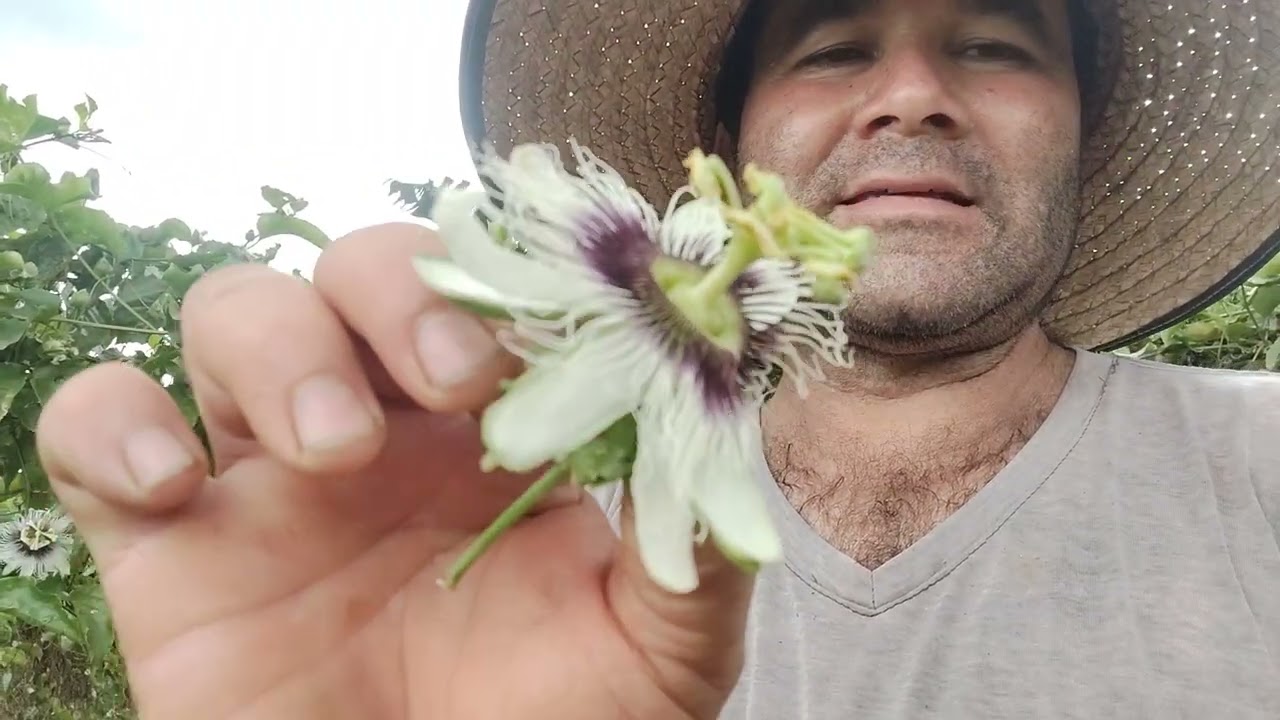 ¿Cual es la hora recomendada para controlar el gusano de la mosca en maracuyá?.