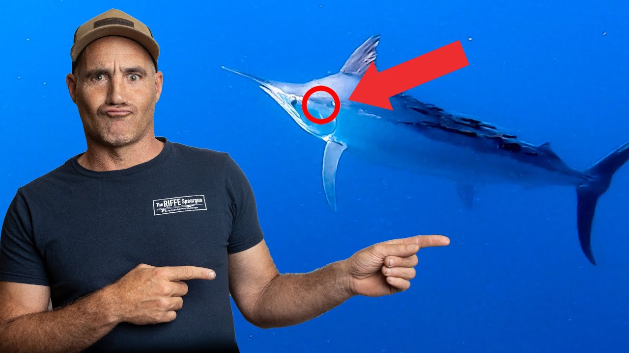 Massive Marlin Chaos! Cyclone Turns It On!