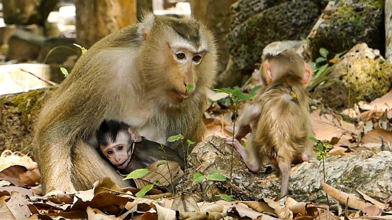 Silent nature scenes |Monkey Rose checks on baby Boris IF he heals or not yet