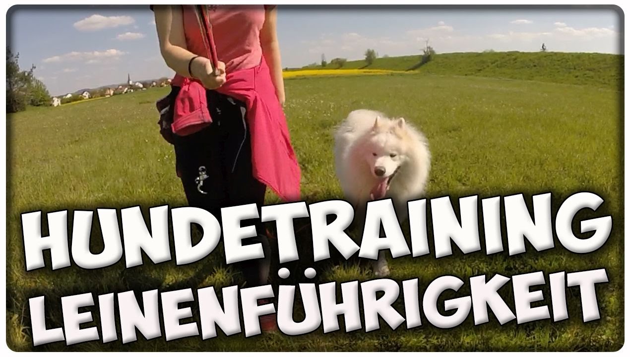 Leinenführigkeit beim Hund! So gewöhnst du deinem Hund das Ziehen an der Leine ab! Hundetraining