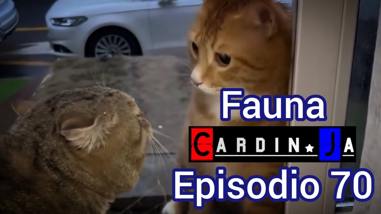 Fauna Cardin.Ja Episodio 70