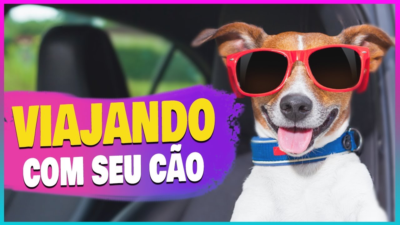 Como VIAJAR com o cachorro NO CARRO: dicas e cuidados!