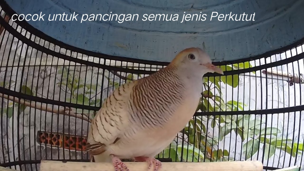 Perkutut silver gacor suara bagus untuk pancingan semua jenis perkutut.
