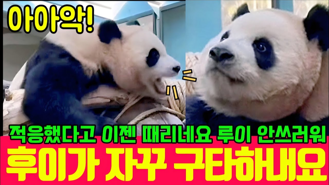 에버랜드 판다월드 2월 10일💥아이고 후야가 이제는 많이 컸어요 언니에게 간섭하지 말라고 소리를 내며...