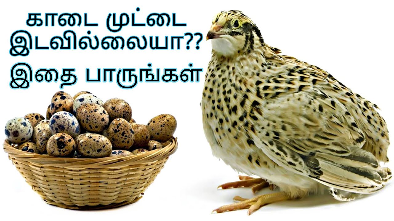 காடை முட்டை இடவில்லையா? இதை பாருங்கள் | Quail Bird not laying eggs - Here's a snack for better yield