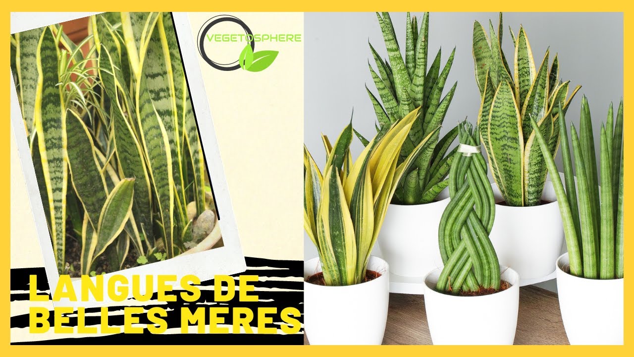 Les langues de belle mères #sansevieria #langues de belles mères #sansevière #vegetosphere