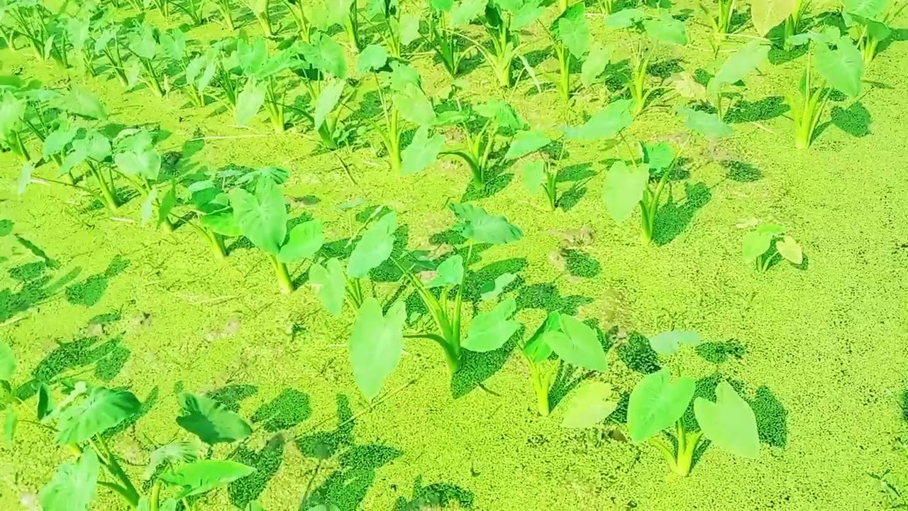 অতি চালাকের গলায় রশি এই ভিডিও না দেখলে বুঝবেন না তাই আপনারা সতর্ক হইয়া যান ভালো জাত সংগ্রহ করুন 🌱👈