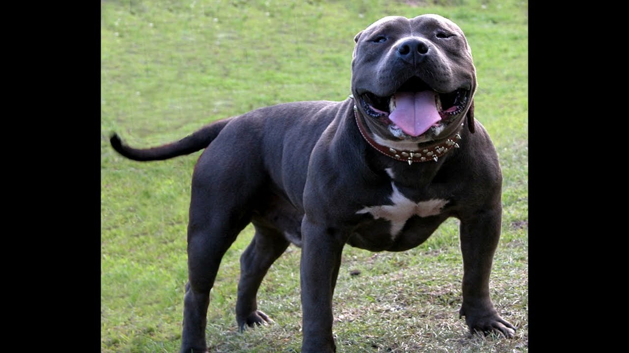 American Bully - Opis i ciekawostki