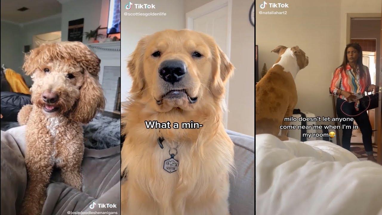 Which kind of dog is yours?