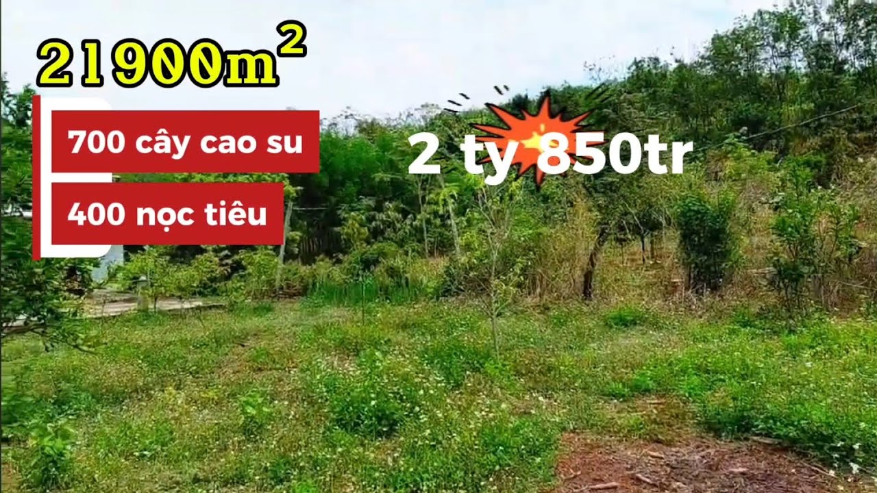 Mãnh vườn hai mẫu mốt, 700 cây cao su đang cạo, 400 nọc tiêu, 