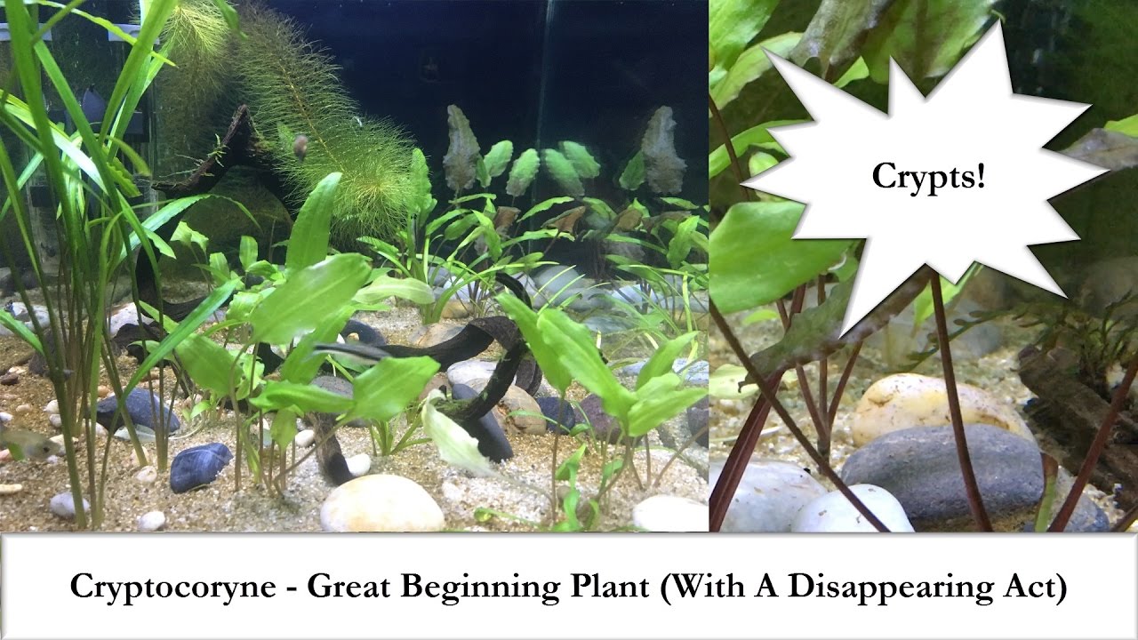 Crypts - Great Beginning Aquarium Plants - (With A Disappearing Act)