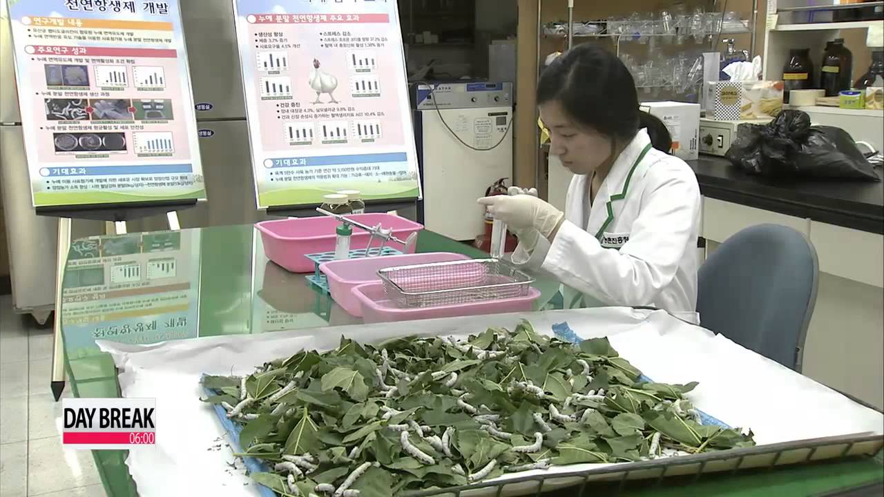 Korean scientists develop silkworm-based antibiotics