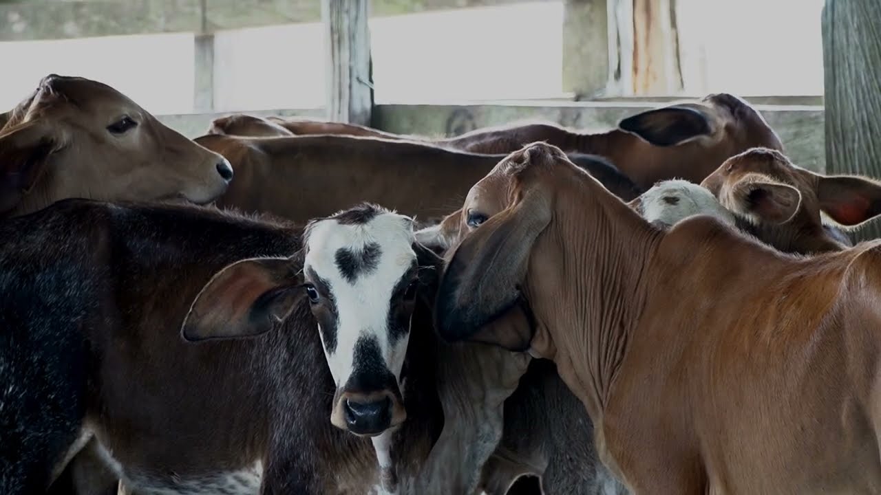 Impulsando la Conservación desde la Ganadería Sostenible en el Meta