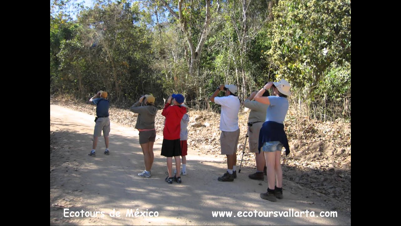 ECOTOURS: BIRDING IN RIVIERA NAYARIT