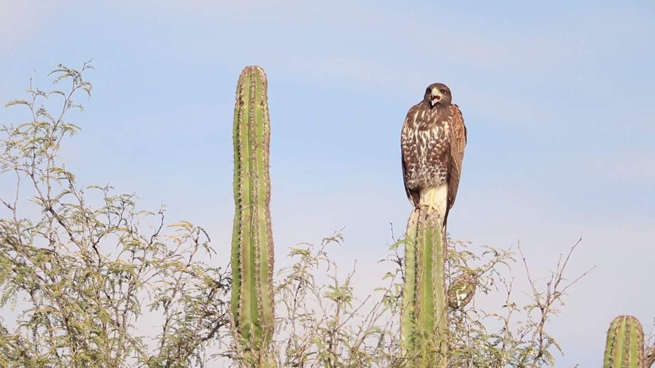 Halc&oacute;n de Harris - WildLife R&iacute;o