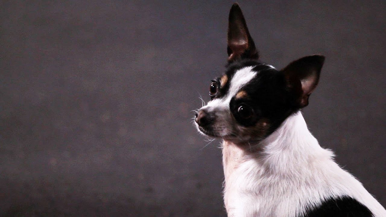 How to Teach a Chihuahua Tricks | Dog Tricks