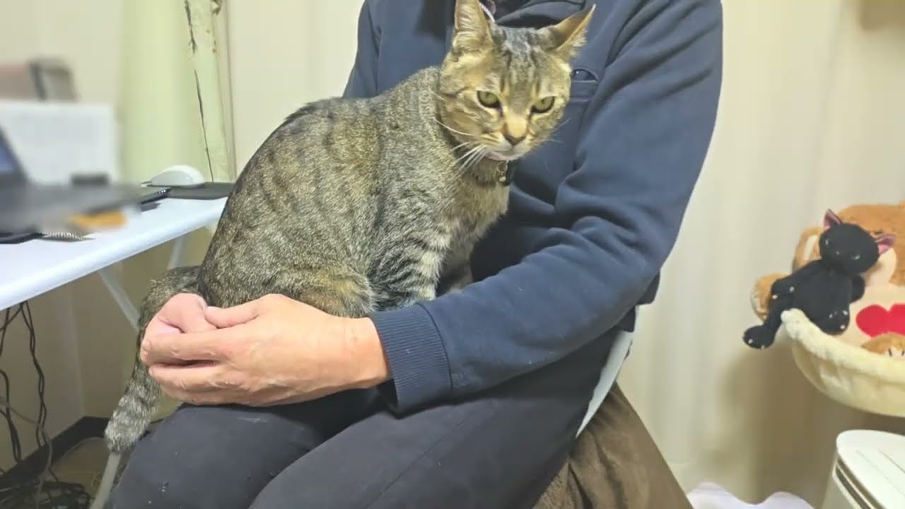 お外で遊んだ後は父ちゃんに甘える猫のティティ君