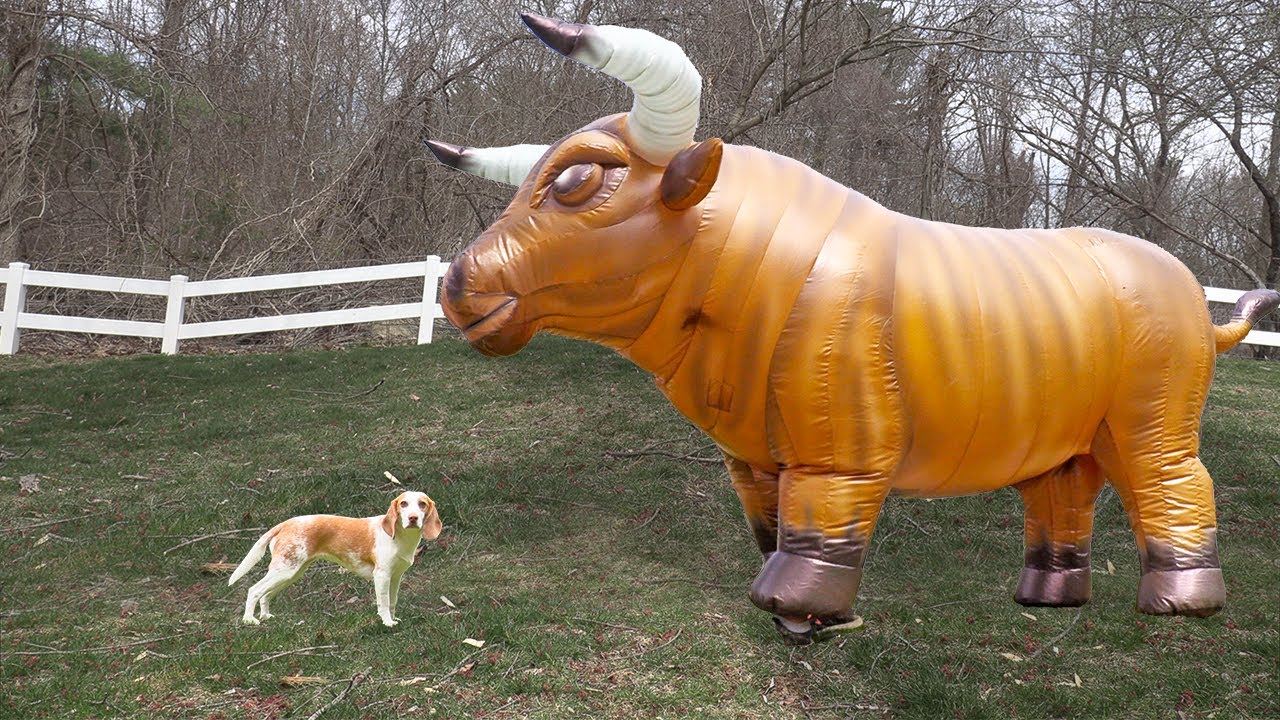 Dogs vs GIANT Things Compilation