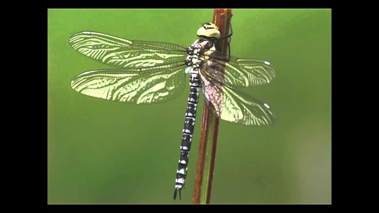 FLEETWOOD MAC - DRAGONFLY.mp3