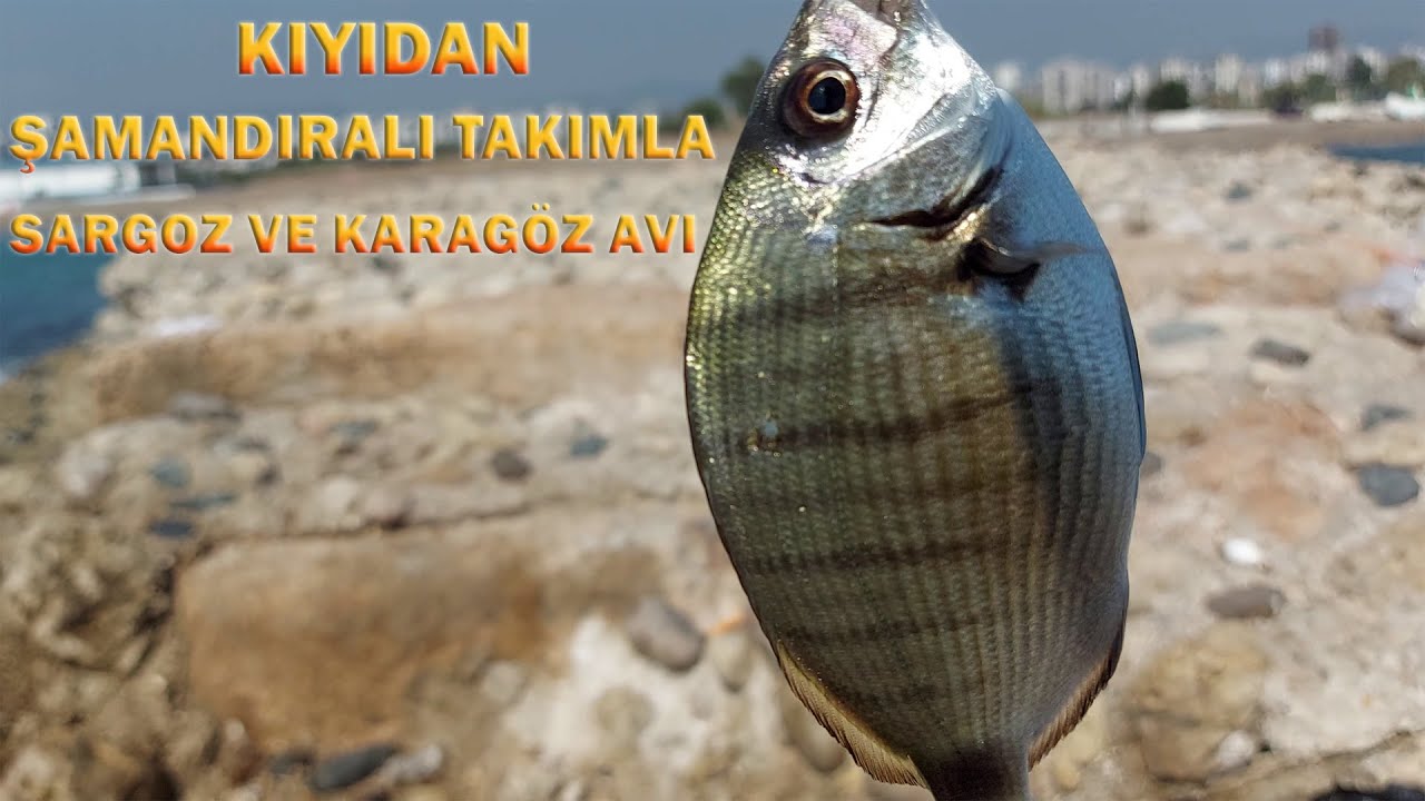 Kıyıdan Şamandıralı Takımla Sargoz, Karagöz Avı