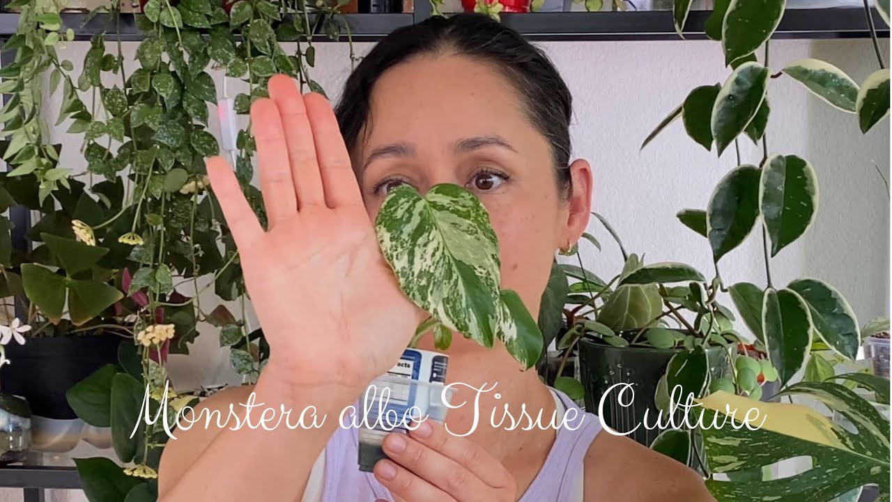 Part 2 Tissue Culture Monstera albo through 5 months, Repot & Staking it 💚🤍 It’s a plant journey!