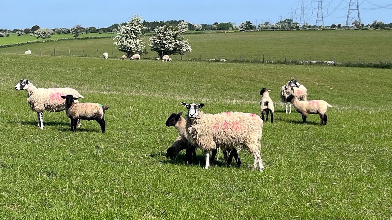 Oxfordshire, England. Our last day in the UK. UK Trip, Part 12. May 2023
