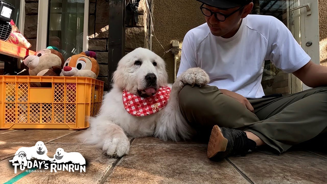 撫でる手は止めさせない！息子（格下）には厳しいルンルンです　Great Pyrenees　グレートピレニーズ
