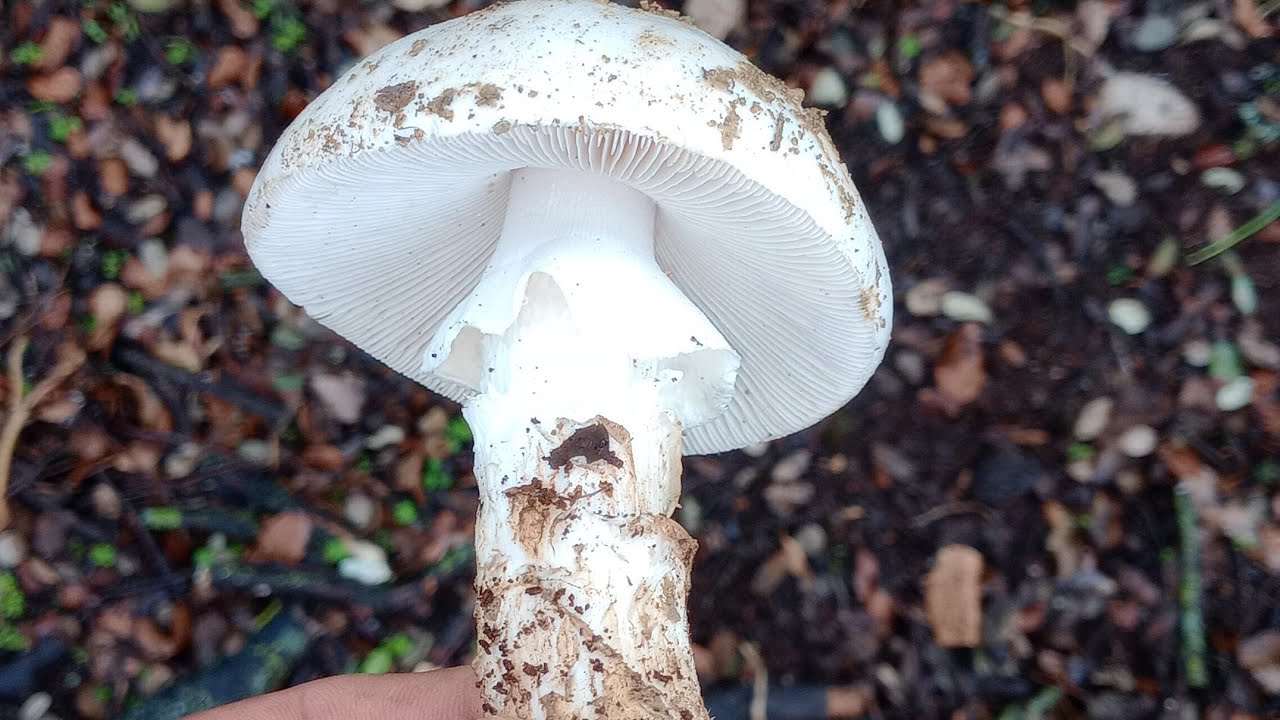 Amanitas a mano.🖐🏾🍄🤠