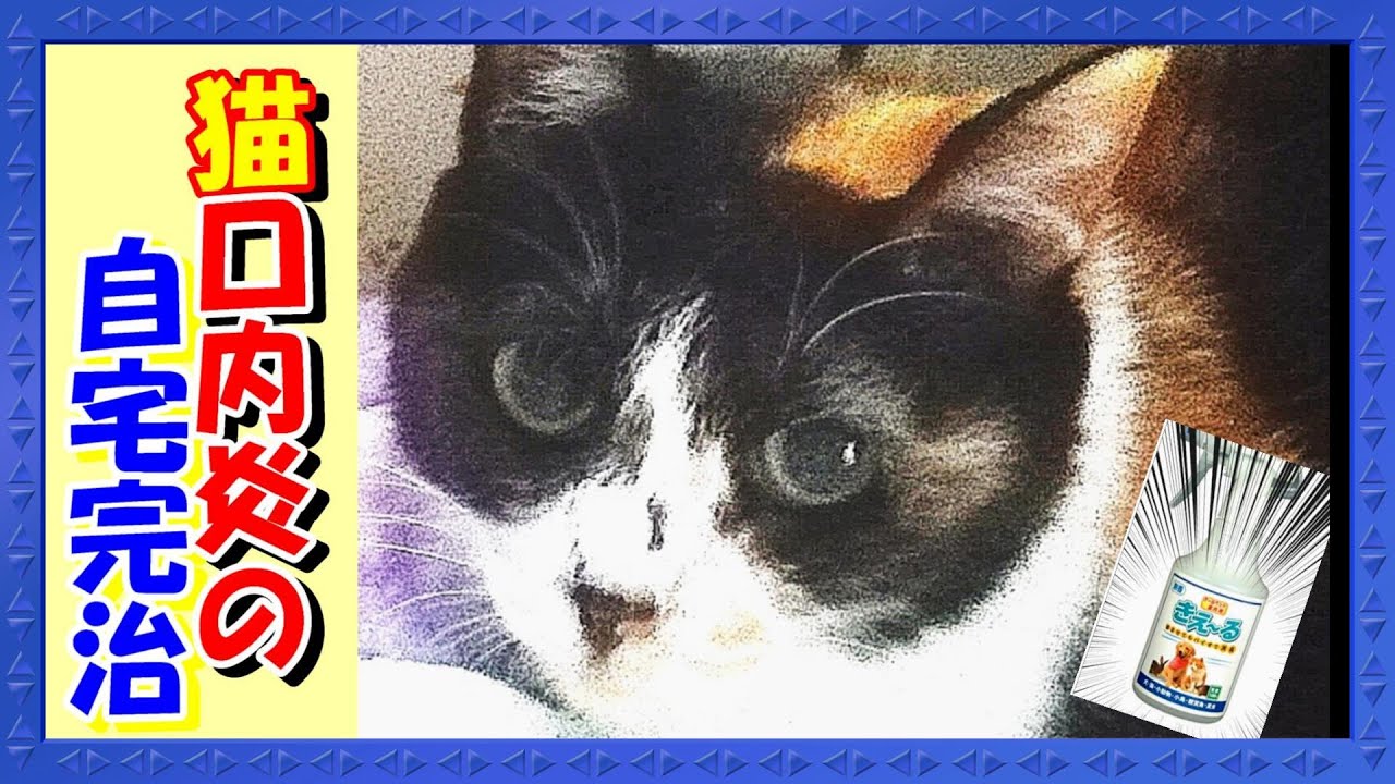 猫 口内炎に苦しむ猫さんに朗報♪