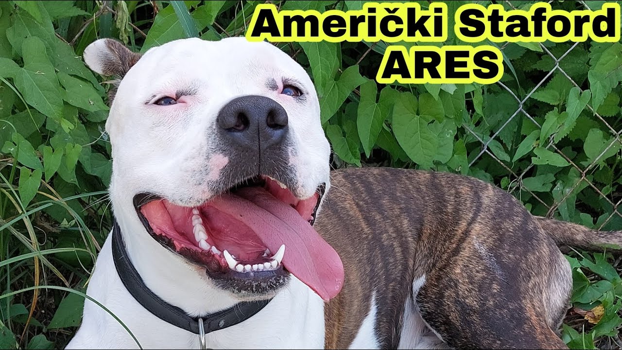 AMERIČKI STAFFORD  **ARES **