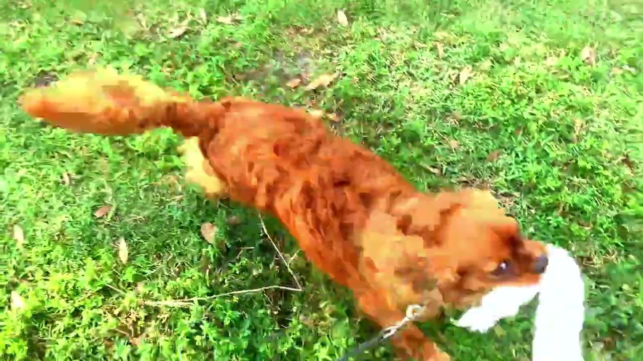 Fireball | 10mo Cavalier King Charles Spaniel | Before & After Obedience Training