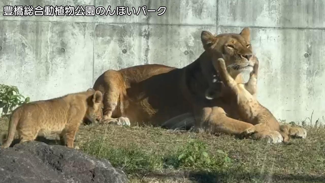番外編 ママに甘える仔ライオン【番外編】【豊橋総合動植物公園のんほいパーク】ライオン