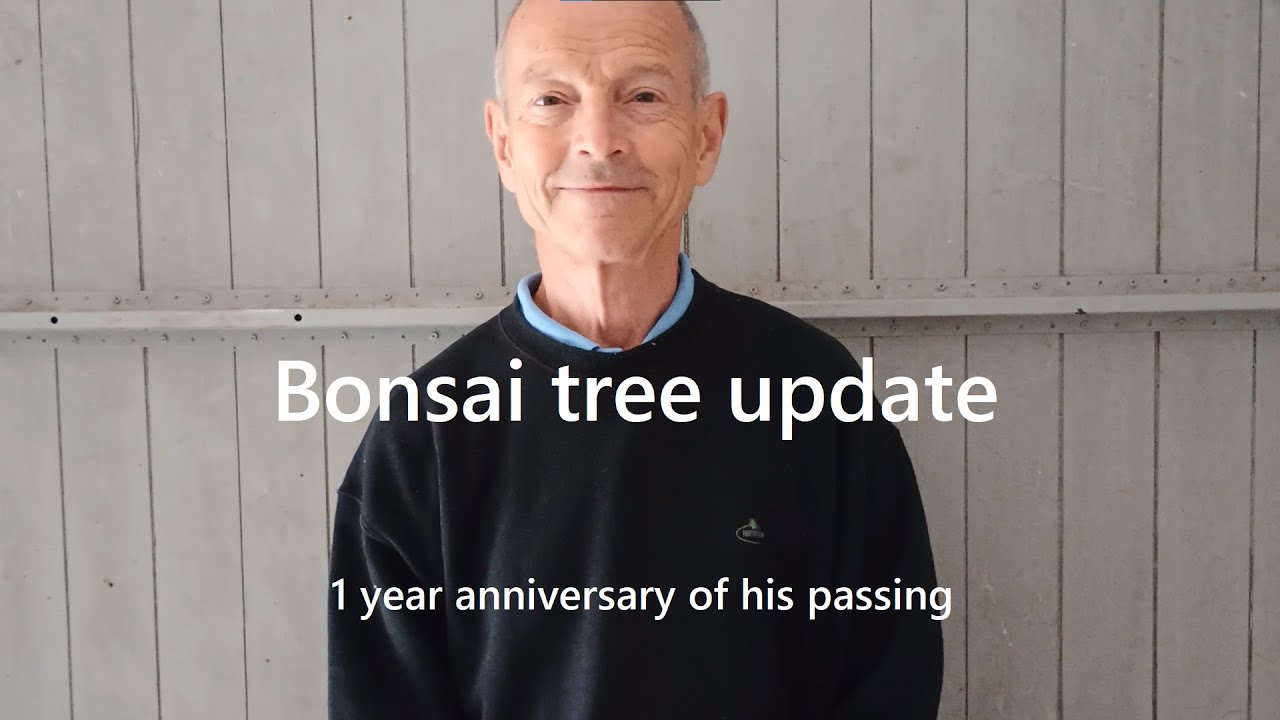 An update on Tony's Bonsai - 1 year after his passing