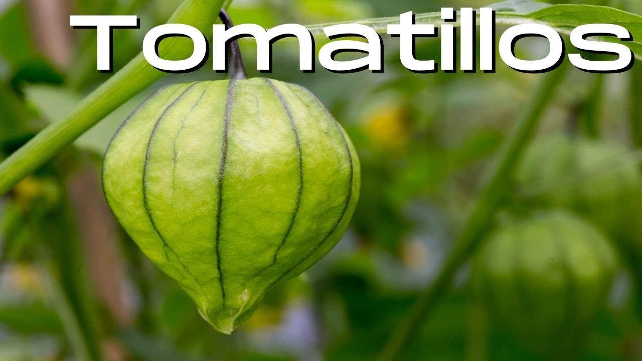 Growing Tomatillo Plants/For Beginners