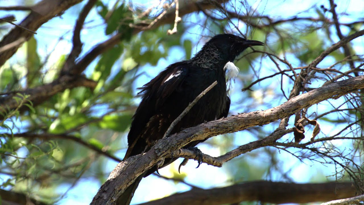 Stunning Videos and photographs of native New Zealand birds.