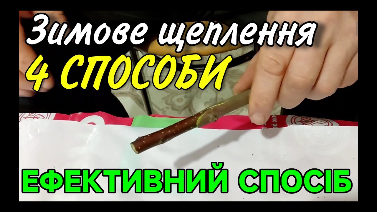 Зимове щеплення. 4 Способи. Майже 90% Виживання.