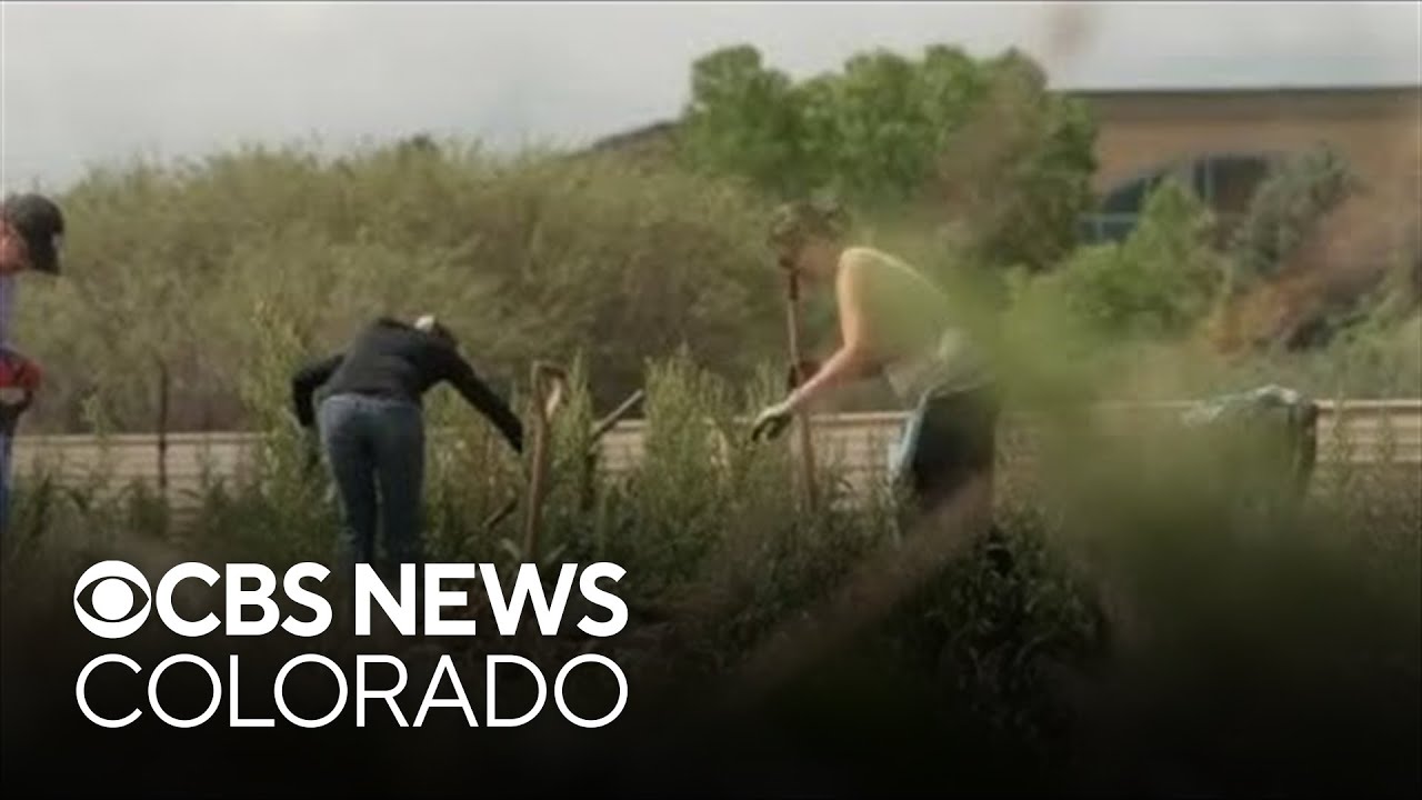 Volunteers work to conserve prairie dog colony in Longmont community