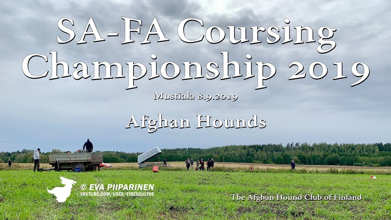 Lure Coursing Championship 2019 • The Afghan Hound Club of Finland • 4K Ultra HD