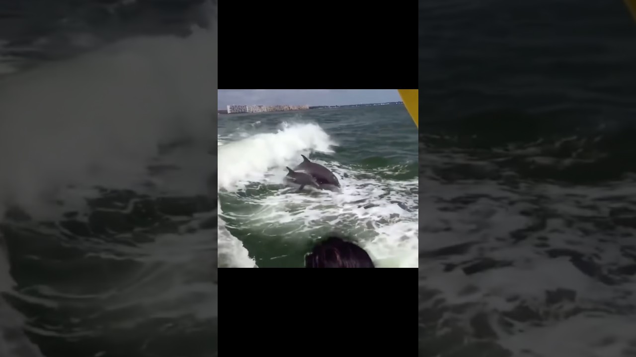 Dolphins Jumping Out Of Water!